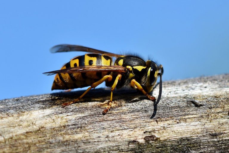Hoe kom je van wespen af?